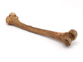 Leg bone of Lieutenant John Fraser, 1782
