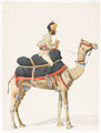 Camel sowar, 5th Punjab Cavalry, 1895 (c)