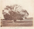 'Silk Cotton Tree. Up Park Camp. Jamaica', 1868 (c)