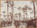 Camp of 1/5th Hampshire Howitzer Battery at Makina Masus, Basra, Mesopotamia, 191
