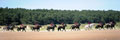 Household Cavalry exercising on Holkham Beach, Norfolk, 2015
