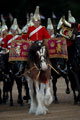 A drum horse from the Band of the Household Cavalry, Horse Guards Parade, London, 2015