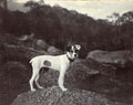 'The pup. May 1905. Lost on Rawalpindi manoeuvres Dec 1905', 34th Sikh Pioneers, Kangra Earthquake operation, 1905