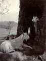 'Hill goats Kangra Valley May 1905'. Kangra Earthquake operation, 1905