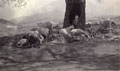 'Hill goats Kangra Valley May 1905', Kangra Earthquake operation, India, 1905
