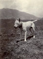 ''Bill' May 1905', 34th Sikh Pioneers, Kangra Earthquake operation, 1905