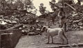 Ruins of Chichya village following earthquake, Kangra Valley, India, June 1905