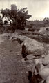 The remains of a bridge at Buner after the Kangra Earthquake, 1905