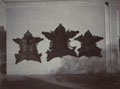 Bear skins, Chamba, 1907