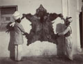'Skin of Red Bear shot at [...]. Chamba. 13th Sept 1907'