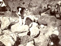 Hunting camp, Salt Range, Punjab, India. 1910