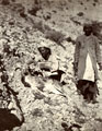 '10 days shoot on the Salt Range', 1910