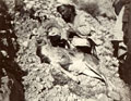 '10 days shoot on the Salt Range Xmas 1910'