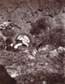 'Oozial shot in Salt Range Dec 1910'