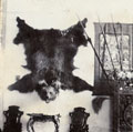 'Red bear shot in Chamba, 13 Sept 1907'