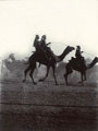 Camel mounted troops, Delhi Durbar, 1911