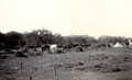 Horse lines, Southern Provinces Mounted Rifles section of a tented camp in Delhi during the Delhi Durbar, 1911