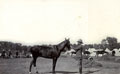 Soldier and horse, Southern Provinces Mounted Rifles section of tented camp in Delhi during the Delhi Durbar, 1911