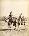 'Ships of the Desert', Egypt, November 1897