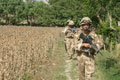 British troops on patrol at the edge of a poppy field, Helmand Province, May 2008