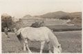 A pony grazing in Devon, 1918