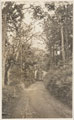 A lane in Devon, 1918