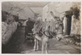 A donkey-drawn wheelchair, Devon 1918