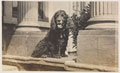 Pet dog at Pilton House, Barnstaple, Devon, 1918