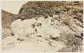 'Jumbo', the dog on a beach in Devon, 1918
