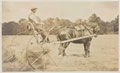 Making hay outside Queen Mary's Convalescent Auxiliary Hospital, Dover House, 1918