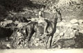Major William Leith-Ross on his horse at Sar-i-Mil, India, 1920