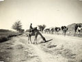 'But it's everlastin' waitin' on an everlastin' road for the commissariat camel an' 'is commissariat load', North West Frontier, India, 1936