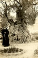 'Olive tree in Garden of Gethsemane', Jerusalem, Palestine, 1920