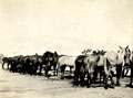 '9th H.H Transport Mules Chatby Feb 1920', 9th Hodson's Horse, Chatby Camp, Alexandria, Egypt, February 1920