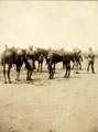 'Reconnaisance [sic] Party on the way to Rosetta', Egypt, 1920