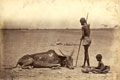 'The last of the herd', the Great Famine, India, 1877 (c)