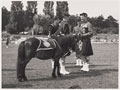 Cruachan II, mascot of 1st Battalion, Argyll and Sutherland Highlanders, no date
