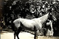 Horse and groom, India, 1910 (c)