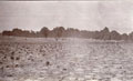 Landscape, India, 1910 (c)