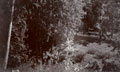 Woodland scene, India, 1910 (c)