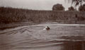 Swimming dog, India, 1910 (c)
