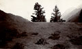 Cattle in mountain pasture, India, 1910 (c)