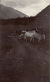 Cattle in mountain pasture, India, 1910 (c)