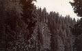 Wooden mountainside, India, 1910 (c)