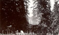 Woodland scene, India, 1910 (c)