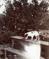 Dog on a bench, India, 1910 (c)