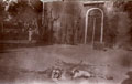 Dog lying next to lion skin, India, 1910 (c)