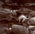 Dog drinking, India, 1910 (c)