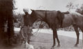 Groom with horse and dog, India, 1910 (c)