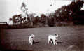 Dogs, India, 1910 (c)